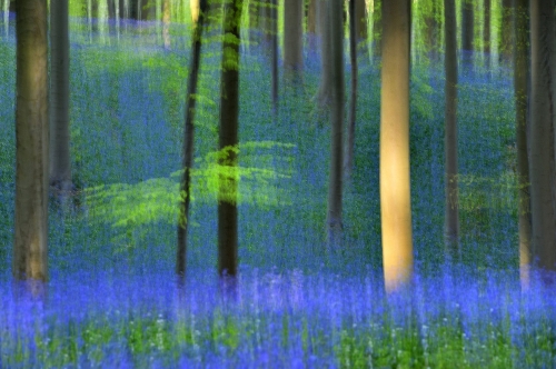 frédéric-demeuse-bois-de-halle-belgique